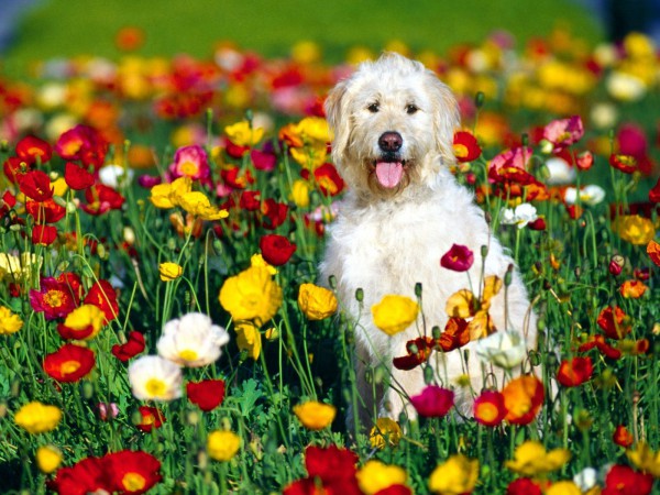 Animals___Dogs_White_dog_sitting_on_a_bed_of_flowers_051469_